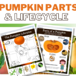 Content previews of Pumpkin Parts and Lifecycle activity sheet.